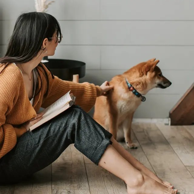 Can Dogs Travel Internationally